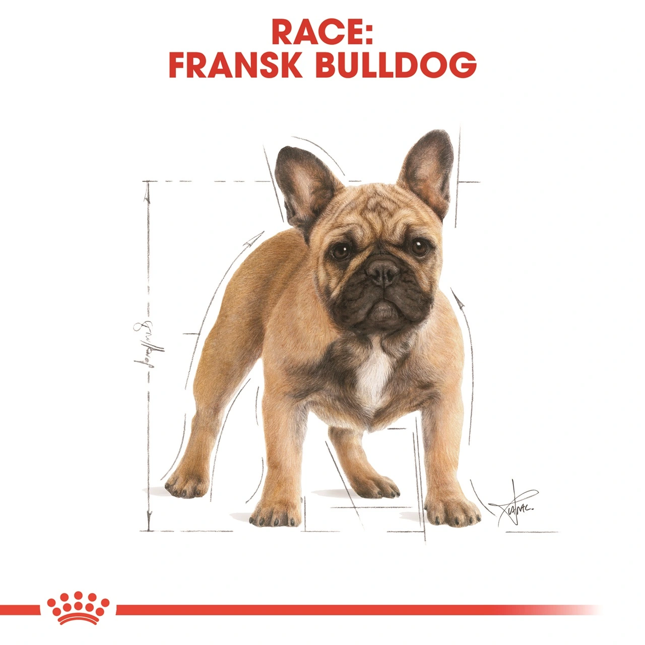 Royal Canin French Bulldog Adult 3 kg - tørfoder til voksne hunde